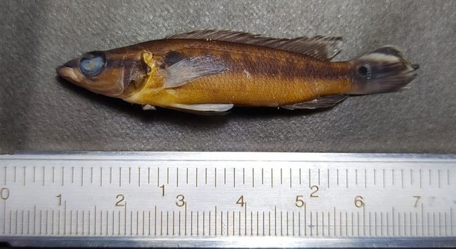 'Crenicichla regani', conhecido também como Jacundá ou Joaninha, continha mais plástico em seu corpo que outras espécies
