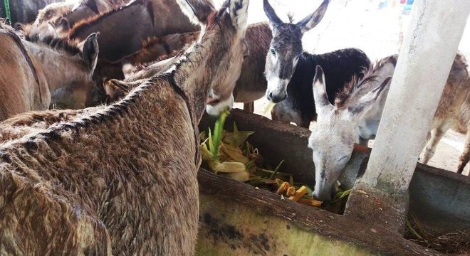 Os casos de mortes de jumentos fizeram a Justiça suspender o abate de jumentos no Brasil