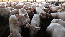 Exportação de carne suína do Brasil avança 35,1% em abril, diz ABPA