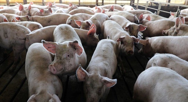 Inspeção vai passar por fazendas com criação de porcos e mercados 