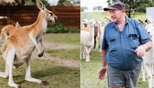 Criador de alpacas é morto por canguru de estimação em ataque raríssimo