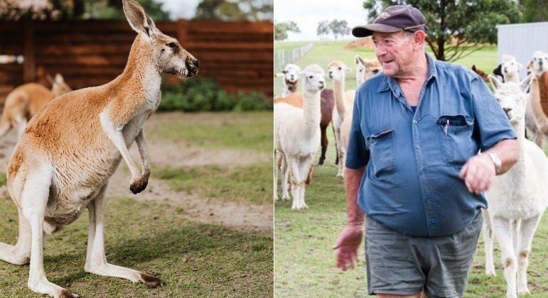 Criador de alpaca foi morto por canguru de estimação em propriedade rural na Austrália