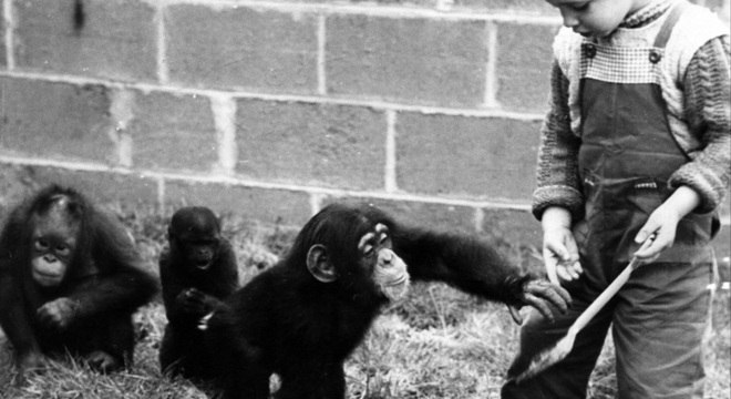 Humanos imitam de uma maneira que os chimpanzés não - psicolólogos chamam isso de superimitação