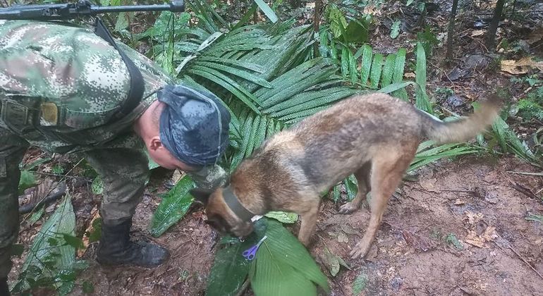 Cão farejador Wilson, que ajudou nas buscas, continua desaparecido