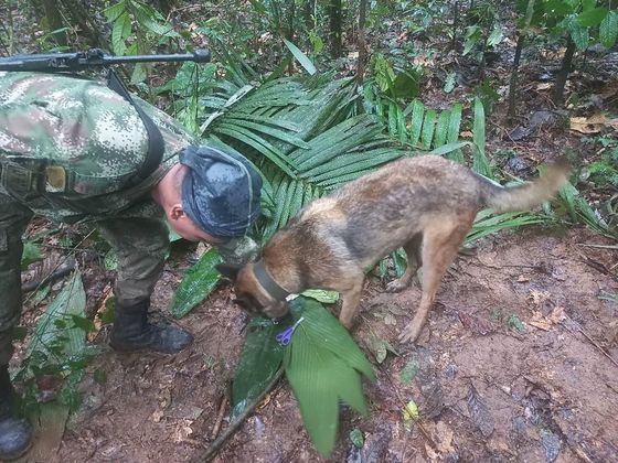 Terreno difícilO exército anunciou na última sexta um reforço na operação com mais 50 soldados, totalizando 150. Além disso, indígenas da área se uniram às buscas. Na região, vivem animais selvagens e tempestades elétricas são recorrentes. 