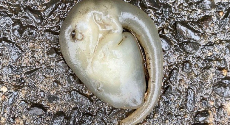 Criatura com aspecto alienígena surgiu sobre asfalto em Sidney, na Austrália