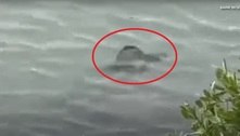 Criatura bizarra é vista nadando em parque e nem especialistas conseguiram identificá-la