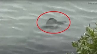 Criatura bizarra é vista nadando em parque dos Estados Unidos (Reprodução/Raine McKinney (via YouTube/WCNC))