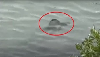 Criatura bizarra é vista nadando em parque dos Estados Unidos (Reprodução/Raine McKinney (via YouTube/WCNC))