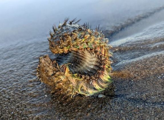 O animal em questão é um rato do mar, do gênero Afrodita. É comum no mar Mediterrâneo e em partes do AtlânticoLEIA MAIS: Dentes enormes e corpo brilhantes: expedição registra novas criaturas abissais na costa da Austrália