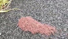 Criatura bizarra com aparência de 'espaguete' é flagrada em vídeo e assusta rede social