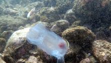Mergulhador fotografa criatura bizarra transparente, descrita como 'aspirador de pó dos oceanos'