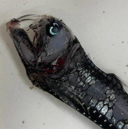 Outro com um bocão com os dentes sempre à mostra é o peixe-víbora, que ainda por cima possui bioluminescência nas barbatanas inferiores e superiores, para atrair presas