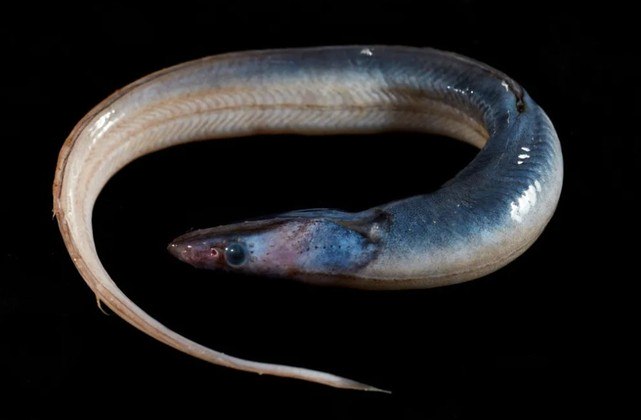 Outro animal desconhecido, provavelmente uma espécie ainda não identificada de Synophobranchus, conhecida como enguia degoladora