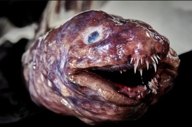 Esta criatura feiosa é uma enguia da família Congridae