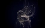 A geleia de pente foi encontrada flutuando no oceano Pacífico e, segundo pesquisadores, essa é uma das criaturas mais antigas da terraNÃO VÁ EMBORA: Gato dorminhoco acorda 'no pulo' ao dar de cara com cobra curiosa