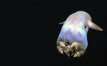Esquisitinho, mas até que é fofo, né? Um polvo-dumbo nadando tranquilamente no Golfo do México
