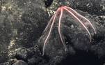 Apesar de se parecer com um polvo, na imagem vemos a estrela-do-mar agarrada a uma rocha vulcânica