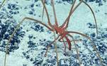 Assim na terra, como no mar! Essa é óbvia, vai? Uma aranha-do-mar, encontrada há mais de mil metros de profundidadeLEIA MAIS: Jovem cozinha bife em torradeira e viraliza mal: 'Nojento e perturbador'
