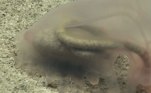 Este é um pepino-do-mar diferenciado, chamado de holotúrico. Por ser transparente, pode-se ver seu trato digestivo cheio de sedimento
