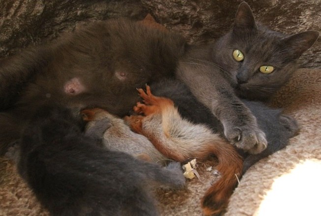 A felina, chamada Pusha, está inclusive alimentando o roedorLeia mais: Leoa de luto surpreende e adota antÃlope indefeso como filhote