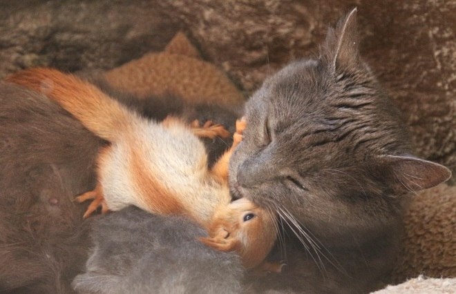 Uma gata adotou um filhote de esquilo no parque de miniaturas de Bakhchisaray, na Crimeia, segundo informações divulgadas pela agência de notÃcias Reuters, nesta quinta-feira (25) *Estagiária do R7 sob supervisão de Ana LuÃsa Vieira