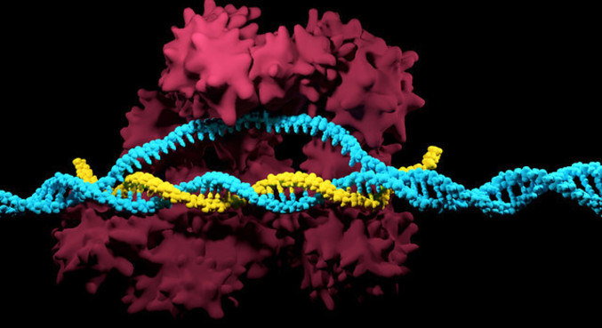 CRISPR-Cas9 foi o método de edição dos genes utilizados na nova terapia