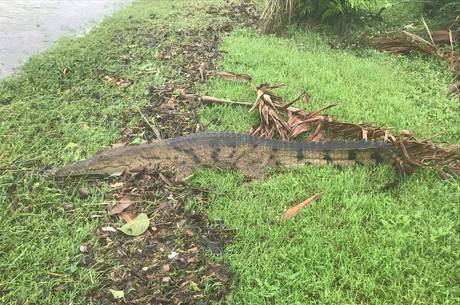 Crocodilos foram avistados na cidade de Townsville