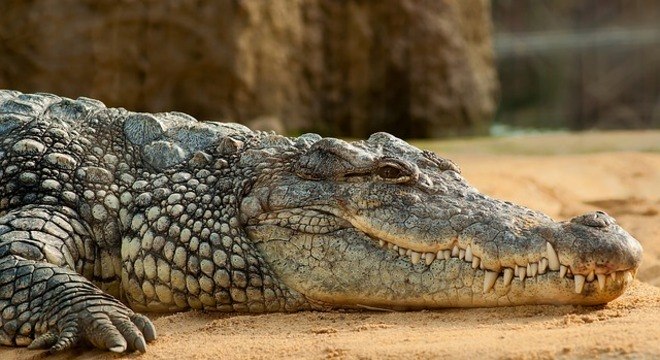 Crocodilo que matou cientista tem aproximadamente 5 m de comprimento