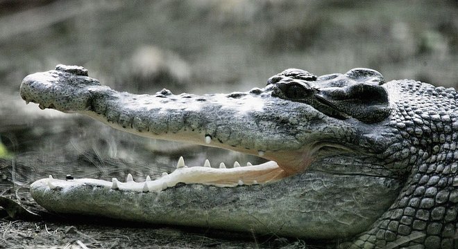O sapo-cururu é considerado culpado da morte de várias espécies de répteis, como os crocodilos