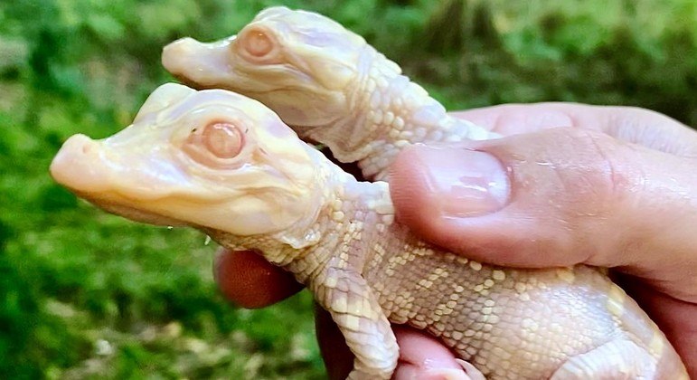 Casal de crocodilos albinos nasce em zoológico da da Flórida