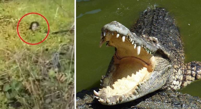 Crocodilo imenso arrastou mulher para a água, mas ela resistiu