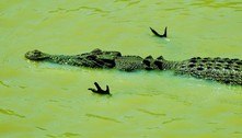 Crocodilo em pose de aviãozinho esconde técnica mortal de caça
