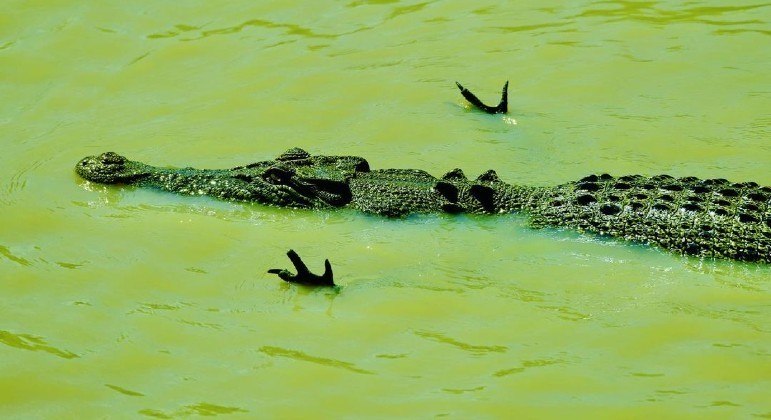 Pose de aviãozinho adotada por crocodilo esconde técnica letal de cala, segundo especialista