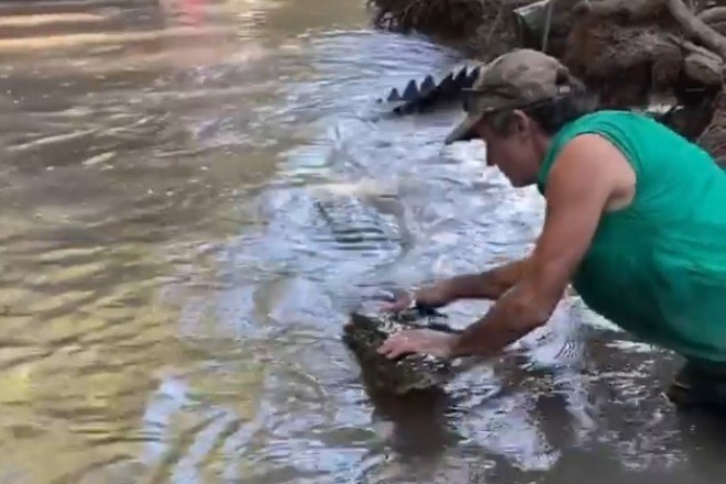 'O crocodilo-de-água-salgada é o mais agressivo do mundo, responsável por muitas mortes', pontuouJá frequentadores de uma praia usaram apenas uma toalha e um pouco de barbante para dominar um crocodilo penetra. Confira a seguir!