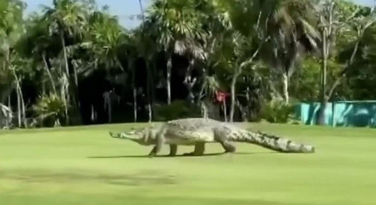 Animal passeou tranquilamente e não se importou em atrasar o jogo