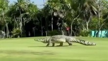 Crocodilo gigantesco invade campo de golfe e assusta: 'Estamos presos'