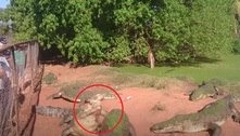 Crocodilo gigante devora pata de outro crocodilo após não conseguir pegar pedaço de carne