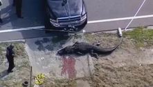Crocodilo de 4 metros é visto carregando corpo de mulher em cidade da Flórida
