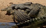 Um crocodilo com comprimento aproximado ao de um Celta (3,9 m x 3,7 m) foi flagrado durante um ato feroz de canibalismo, no Parque Nacional Kruger, na África do Sul