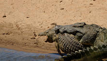 Crocodilo maior do que um Celta é flagrado durante ato canibal