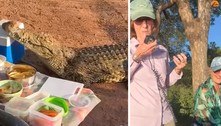 Crocodilo invade piquenique de idosos, rouba resfriador e devora comida
