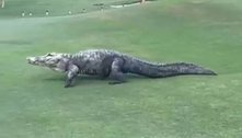 Crocodilo gigante invade campo e paralisa jogo de golfe nos EUA