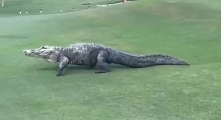 Crocodilo atravessou o local em que atletas disputavam uma partida de golfe
