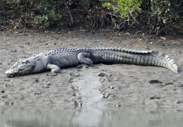 Crocodilo-de-água-salgada: Atualmente, é considerado o maior réptil do mundo e alguns machos podem chegar a 7 metros de comprimento! É um dos animais mais perigosos da Austrália. Há relatos de vários ataques fatais a seres humanos.