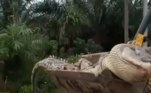 O crocodilo gigante morreu de exaustão após cair em uma armadilha e ficar emaranhado em redes atadas com lâminas afiadasLEIA MAIS: Motorista de ônibus é agredido após pedir para passageiro usar máscara