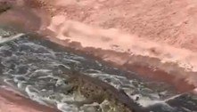 Vídeo de um crocodilo deslizando rio abaixo pode melhorar seu dia