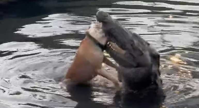 O crocodilo abocanhou a cabeça do cachorro
