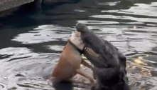 Crocodilo devora cachorro em lago, e testemunhas registram momento chocante