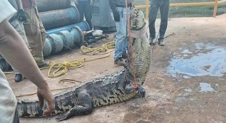 Crocodilo gigantesco causa entupimento de esgoto #criador